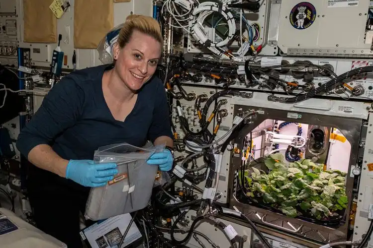 Bukan Cuma Camilan, Inilah Peran Penting Kentang bagi Astronot