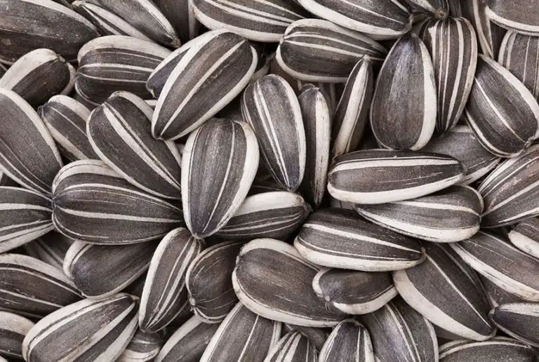 Sering Makan Kuaci? Ini Hal yang Perlu Kamu Ketahui