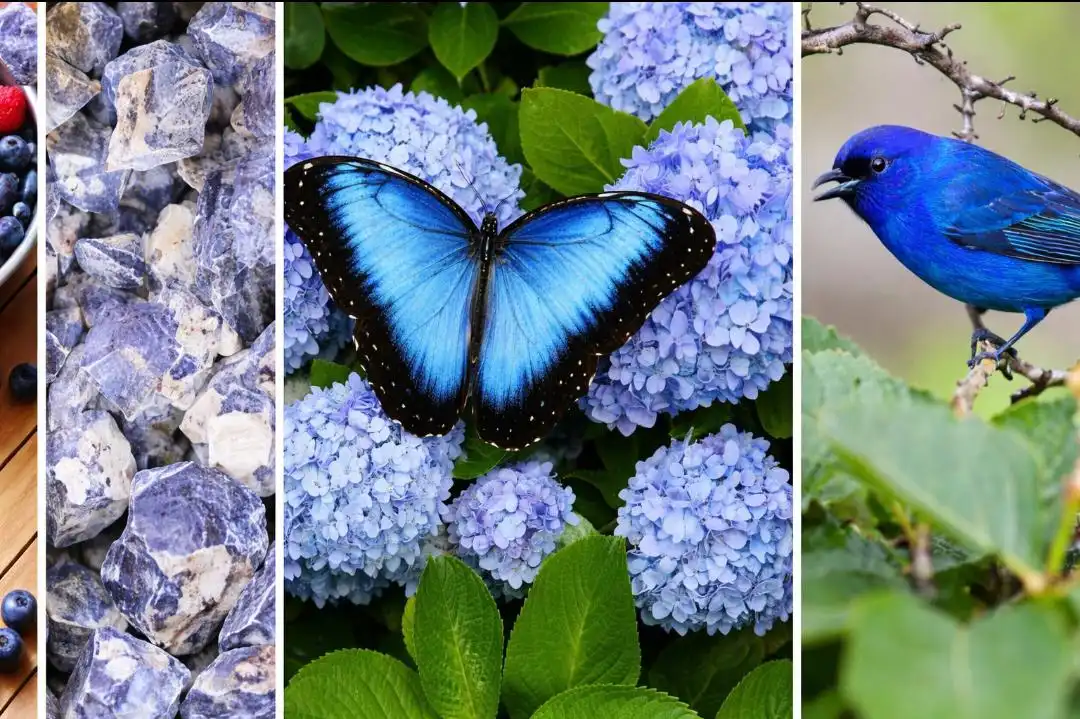Fakta Unik: Mengapa Warna Biru Sangat Langka di Alam? Ini Penjelasan Ilmiahnya