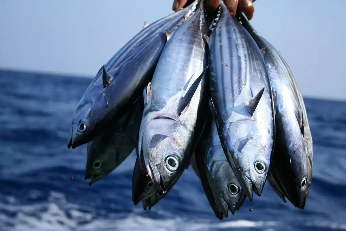 9 Ikan Tinggi Protein untuk Dukung Pembentukan Otot, Cocok Dikonsumsi Rutin