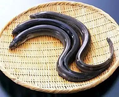 Rahasia di Balik Gurihnya Belut: Mengintip Pola Makan Si Predator Sawah