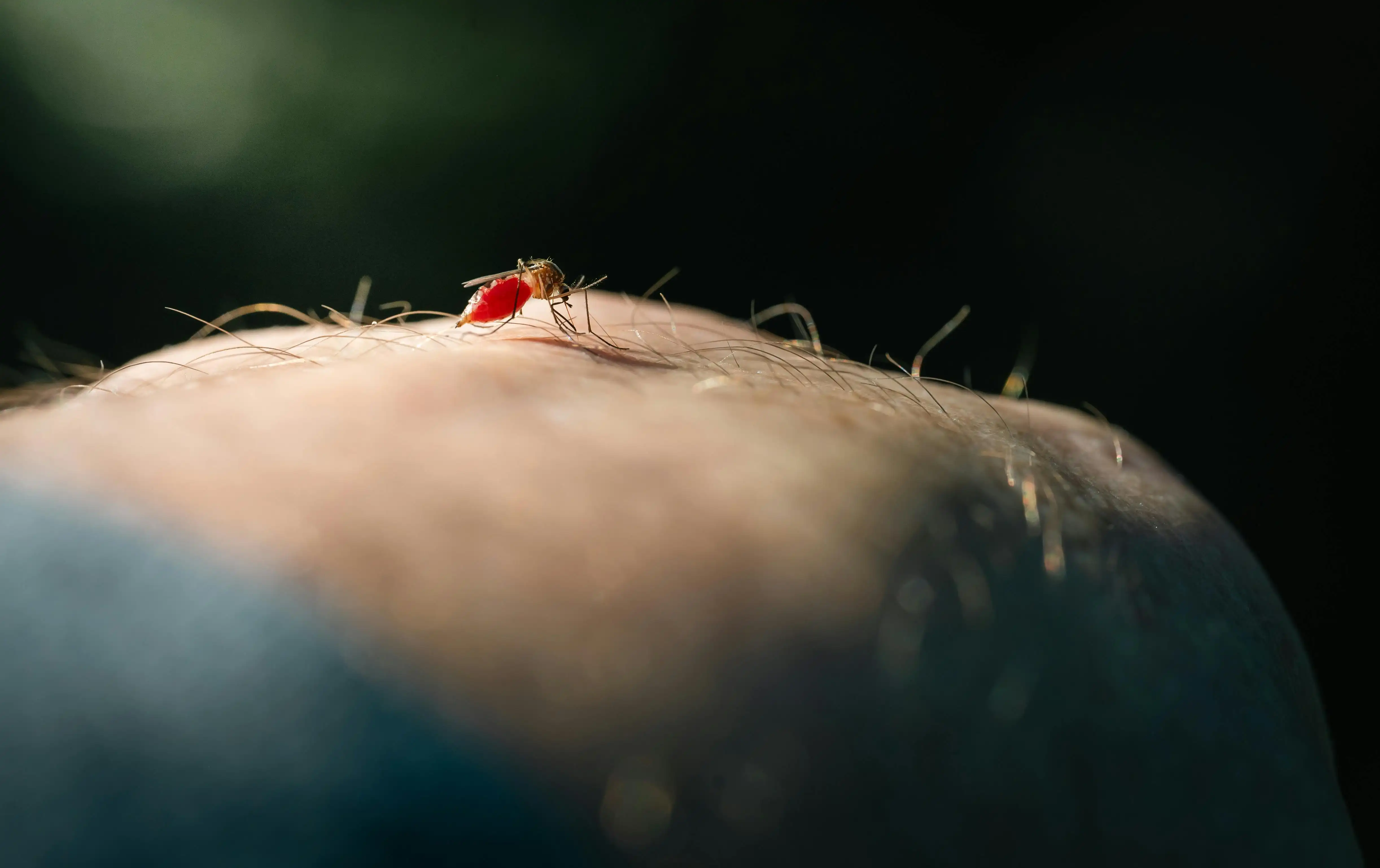 14 Cara Mengusir Nyamuk di Rumah dengan Bahan Alami yang Aman dan Efektif