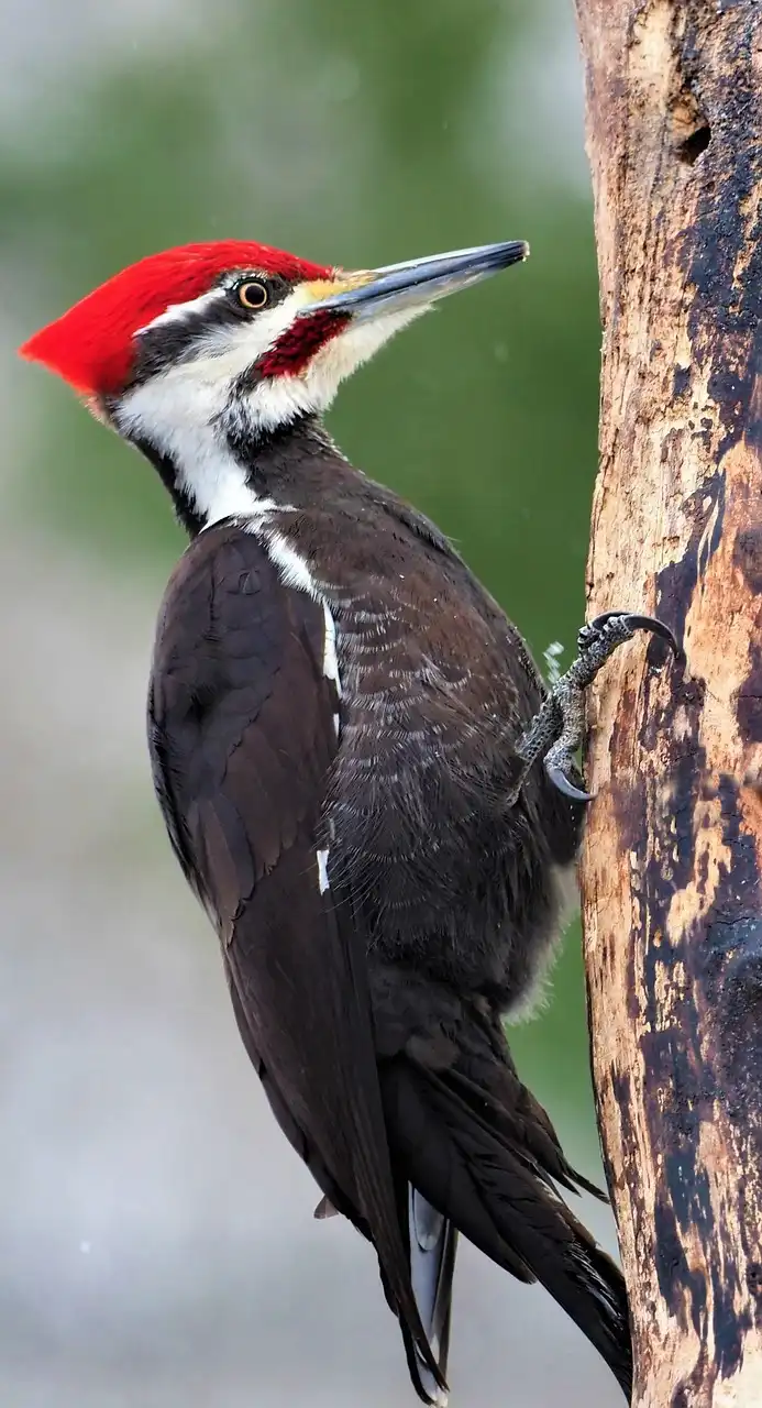 Burung Pelatuk Ternyata Bukan Perusak Pohon, Tapi "Dokter" Rahasia Penjaga Hutan