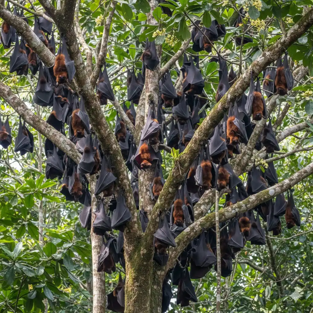 Waspada Virus Nipah, Ini Upaya Pencegahan yang Disarankan