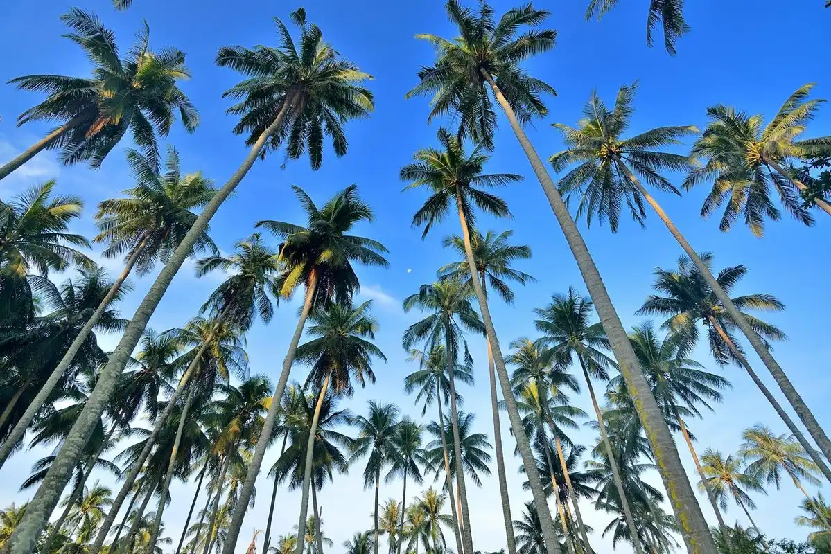 Kenapa Pohon Kelapa Bisa Tumbuh Tinggi dan Tetap Kokoh? Ini Rahasia di Baliknya
