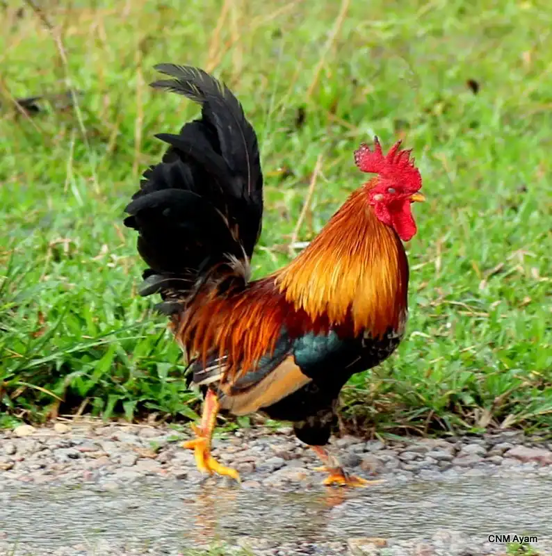 Apa Fungsi Jengger Merah yang Tumbuh di Atas Kepala Ayam? Ini Penjelasan Ilmiahnya