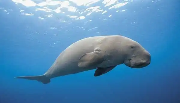 Selain Bertubuh Besar, Dugong Ternyata Memiliki Otak Besar dan Kecerdasan yang Mengagumkan