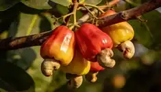 Kenapa Jambu Monyet Disebut Demikian? Nama Uniknya Punya Cerita