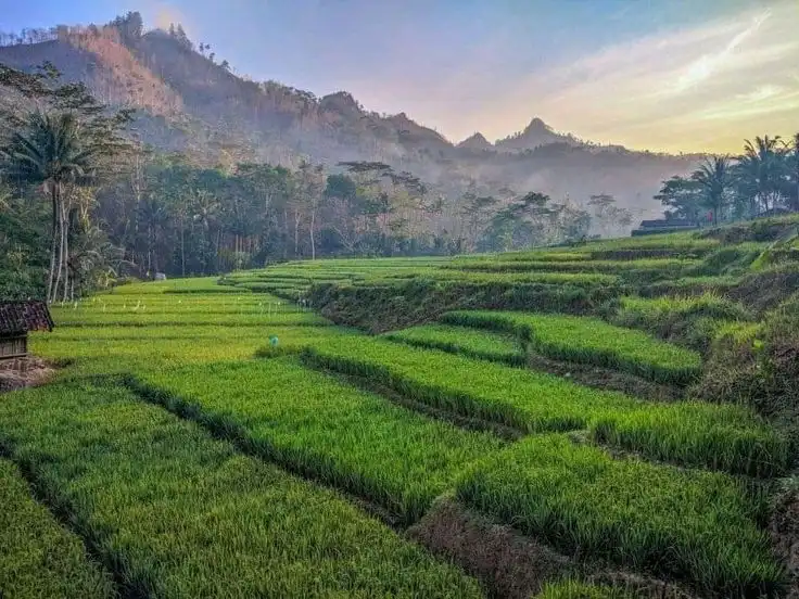 Bukan Cuma Tempat Menanam Padi, Ini Beragam Hewan yang Hidup di Ekosistem Sawah
