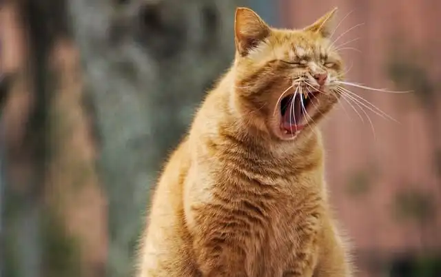 Benarkah Kucing Juga Bisa Menguap? Ini Penjelasan Ilmiahnya