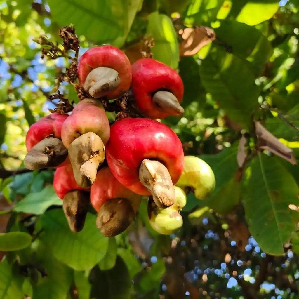 Jambu Monyet Terlihat Sederhana, Tapi Punya Bagian yang Bernilai Ekonomi Tinggi