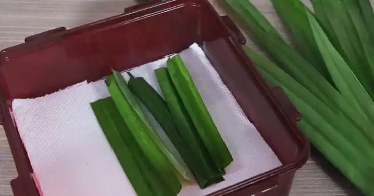 Kesalahan Menyimpan Daun Pandan yang Membuat Aromanya Cepat Hilang