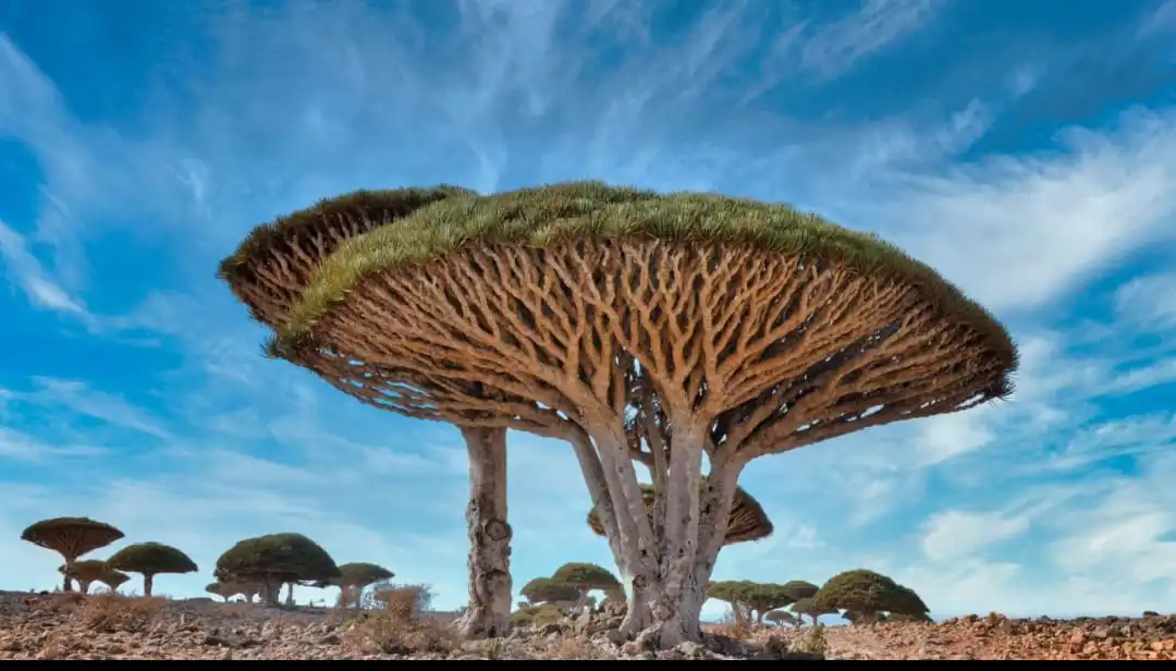 Socotra,Pulau Paling Aneh di Dunia yang Tampak Seperti Planet Lain