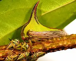 Kumbang Duri (Umbonia crassicornis), Serangga Unik Bertanduk yang Ahli Berkamuflase