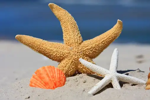 Mengenal Bintang Laut, Makhluk Paling Freak dan Unik di Lautan