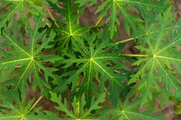 Daun Pepaya yang Pahit tetapi Banyak Digunakan dalam Masakan Tradisional