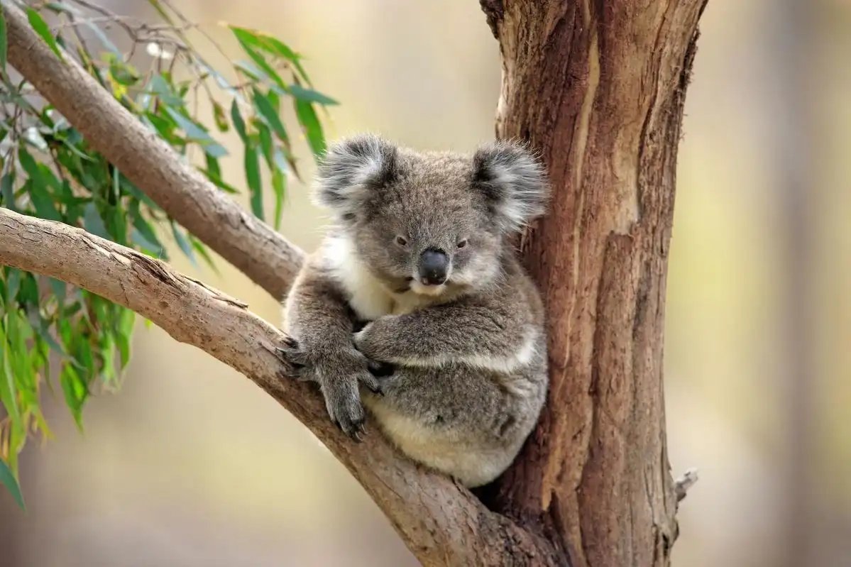 Koala Punya Sidik Jari yang Mirip Manusia? Fakta Unik Ini Menarik Diketahui