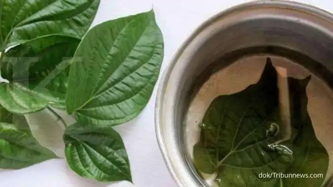 Gatal-Gatal Tak Kunjung Sembuh? Coba Mandi Rebusan Daun Sirih, Ramuan Alami Warisan Tradisional