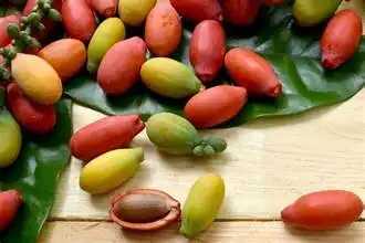 Melinjo, Tanaman Tradisional dengan Manfaat yang Tak Bisa Diremehkan