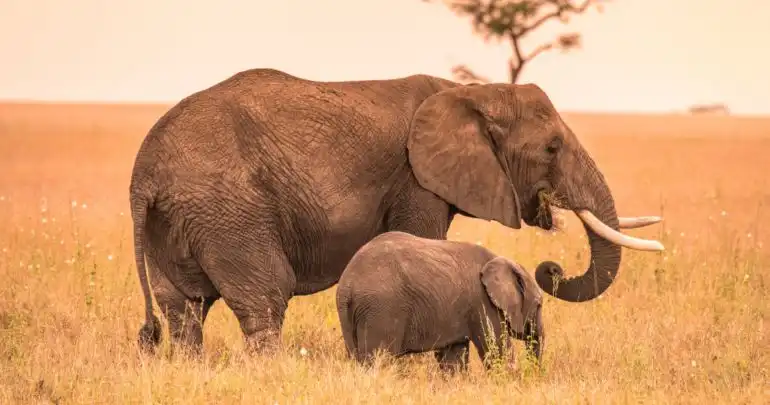 Fakta Unik Dunia Hewan: Masa Kehamilan Gajah yang Luar Biasa