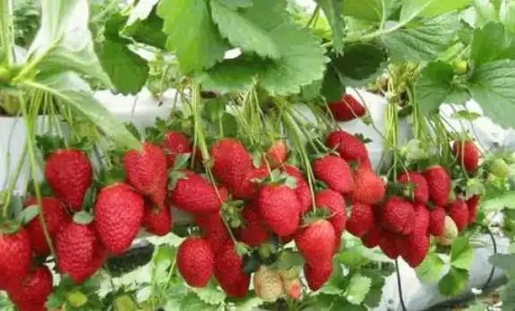 Cara Merawat Tanaman Strawberry agar Berbuah Lebat