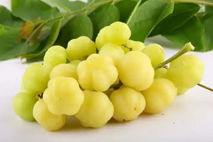 Jarang Dilirik, Ini 7 Manfaat Buah Cermai bagi Kesehatan Tubuh