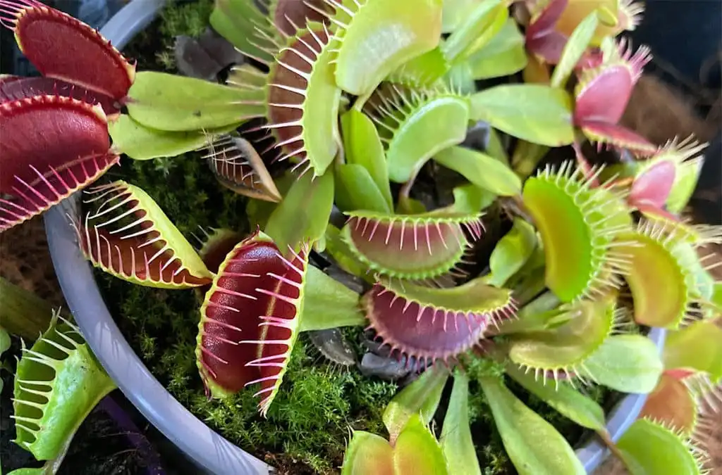 Venus Flytrap, Tanaman Karnivora yang Bisa Menghitung Sebelum Menjebak Mangsanya