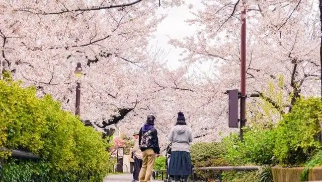 Seni Menikmati Kelopak Sakura yang Gugur di Puncak Musim Semi Jepang