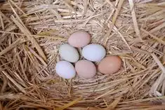 Pernah Bertanya Kenapa Telur Mudah Pecah, Tapi Tidak Saat Berada di Dalam Tubuh Ayam?