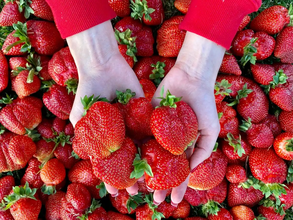 Ini Rahasia Majunya Sistem Pertanian Jepang yang Bikin Dunia Kagum