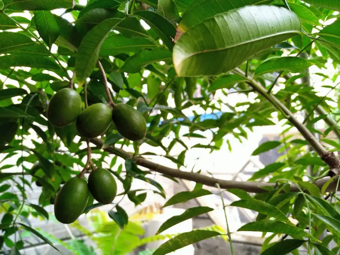 Kedondong Hutan yang Rasanya Asam Segar, Pernah Jadi Favorit Pencinta Buah Jadul