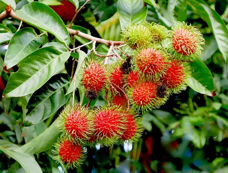 Kandungan Gizi Buah Rambutan dan Manfaatnya bagi Tubuh