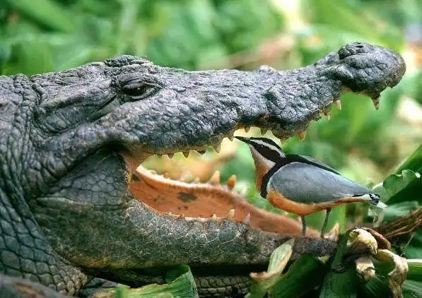 Burung Cerek dan Buaya: Mitos atau Fakta Simbiosis "Dokter Gigi" di Alam Liar?