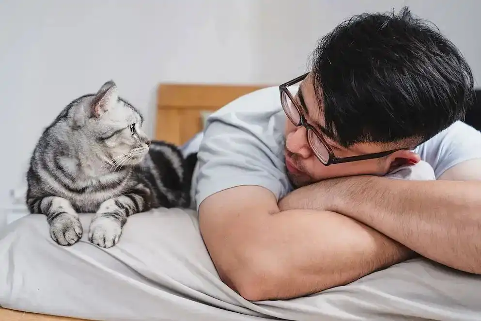 Mengapa Kucing Sangat Disukai? Fakta Menarik tentang Hubungan Kucing dan Manusia