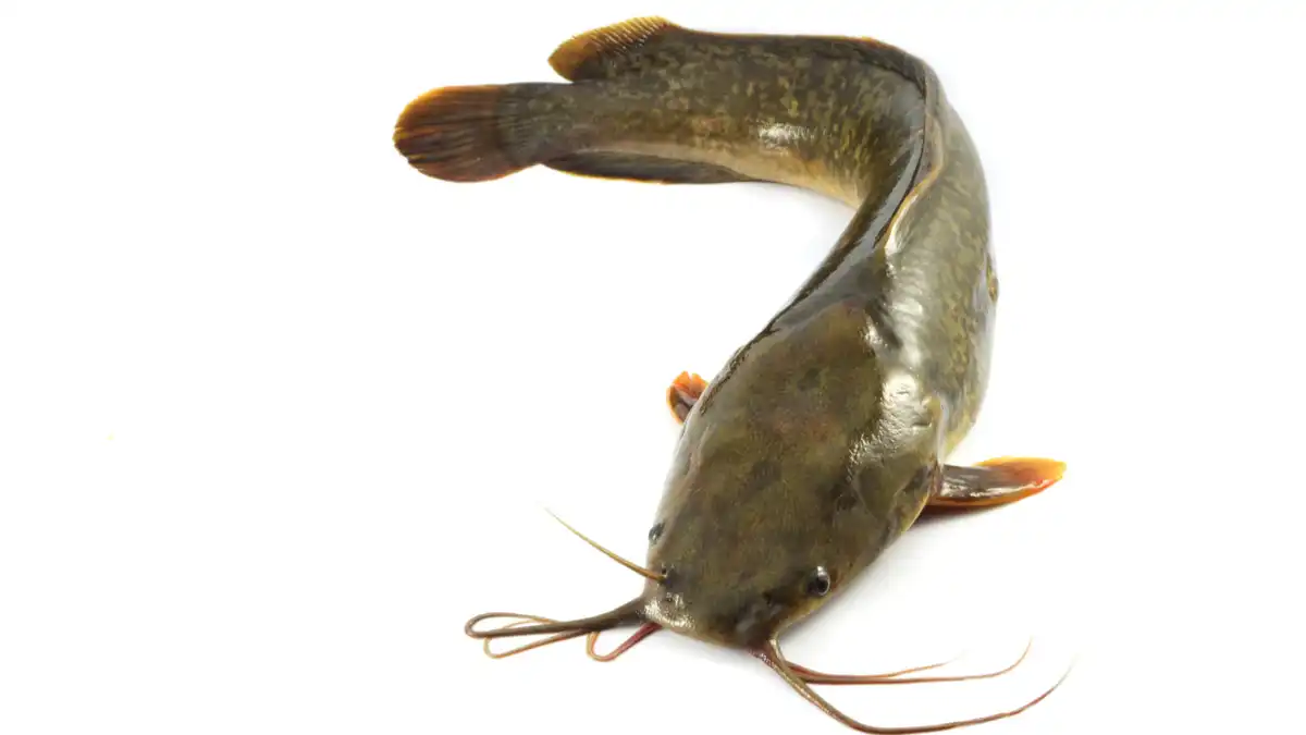 Lele Si Kumis Bukan Sekadar Gaya-Gayaan