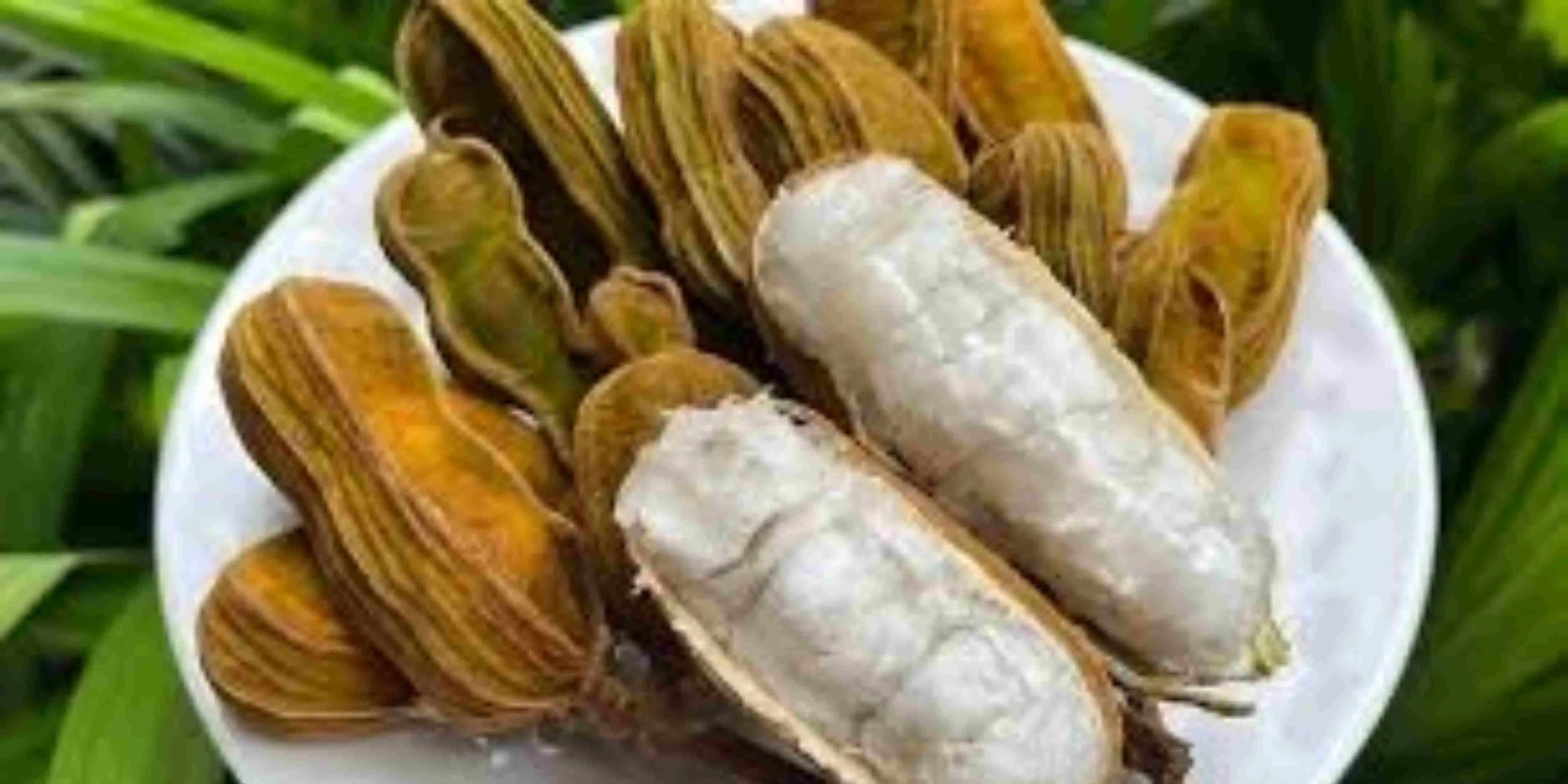 Manfaat Buah Salju dari Bali untuk Kesehatan dan Kecantikan