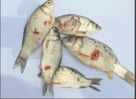Penyakit yang Sering Menyerang Ikan dan Cara Mengatasinya