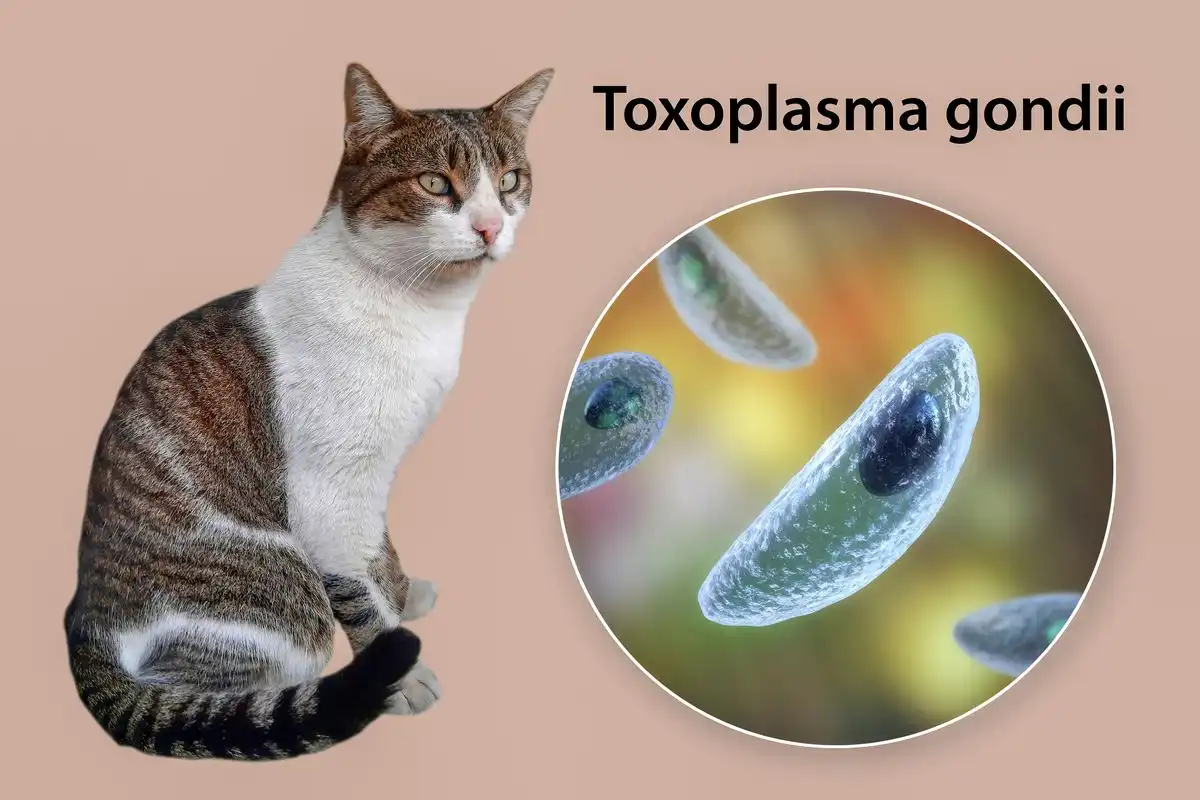 Mengenal Toksoplasma, Parasit yang Sering Dikaitkan dengan Kucing