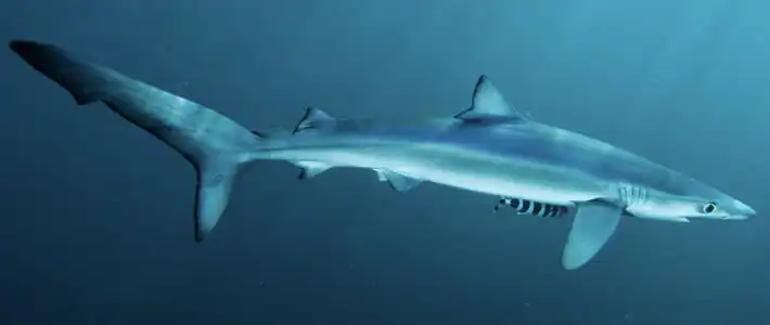 Hiu Thresher, Predator Laut Berekor Cambuk yang Memukau Dunia