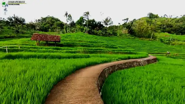 Pemandangan Sawah Bertingkat Menunjukkan Cara Manusia Beradaptasi dengan Alam