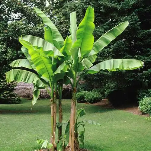 Pohon Pisang Bisa Tumbuh Kembali setelah Batang yang Berbuah Dipotong, Ini Penjelasannya