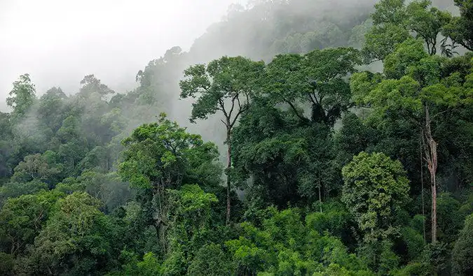 Mengapa Hutan Disebut Paru-Paru Dunia?