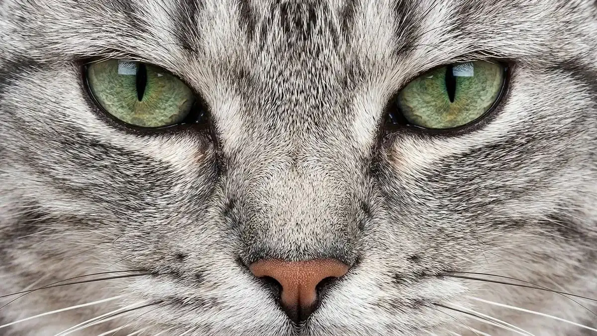 7 Fakta Menarik Mata Kucing, Mampu Melihat di Cahaya Redup hingga Gelap