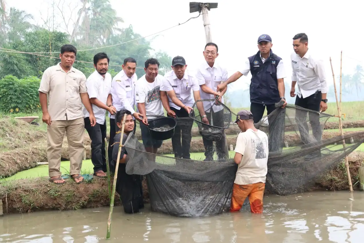 Gus Irawan Perkuat Program Seribu Kolam, Panen Ikan Lele di Sidadi II Jadi Bukti Potensi Ekonomi Rakyat Tapsel