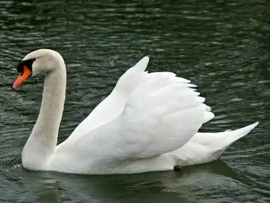 Kenapa Angsa Jadi Ikon Cinta? Ternyata Bukan Cuma Soal Estetika