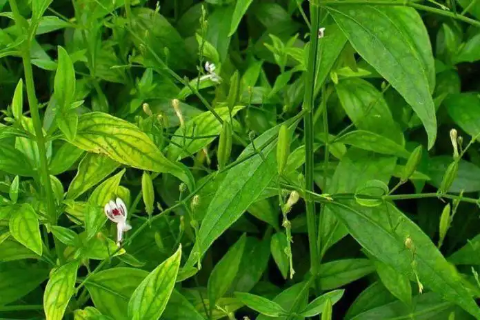 Pahit Sampai Bikin Meringis, Kenapa Sambiloto Begitu Berbeda dari Daun Herbal Lain?