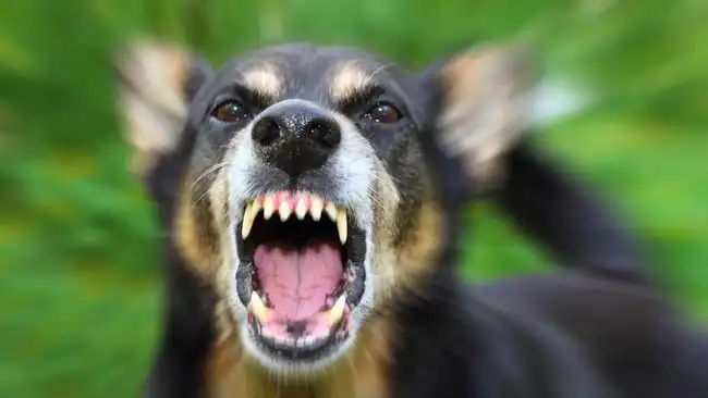 6 Ciri-Ciri Anjing Rabies yang Perlu Diwaspadai, Jangan Sembarangan Mendekat