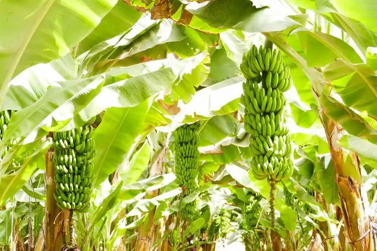 Pohon Pisang Seribu Manfaat