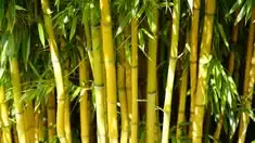 Bagaimana Bambu Tumbuh? Mengenal Siklus Hidup, Pertumbuhan, dan Perkembangan Tanaman Bambu
