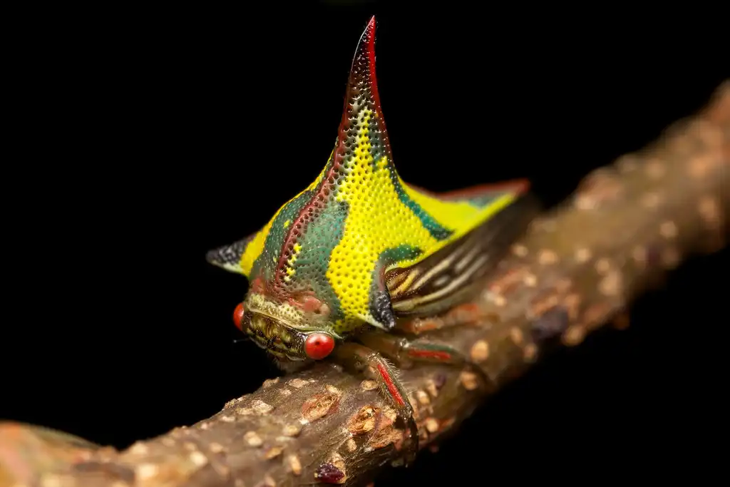 Umbonia Crassicornis: Serangga Unik yang Menyamar Jadi Duri untuk Bertahan Hidup
